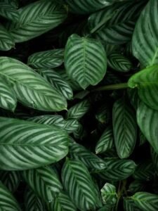 leafs